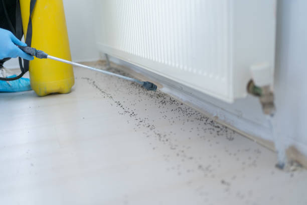 Insect Control in Winfield, WV